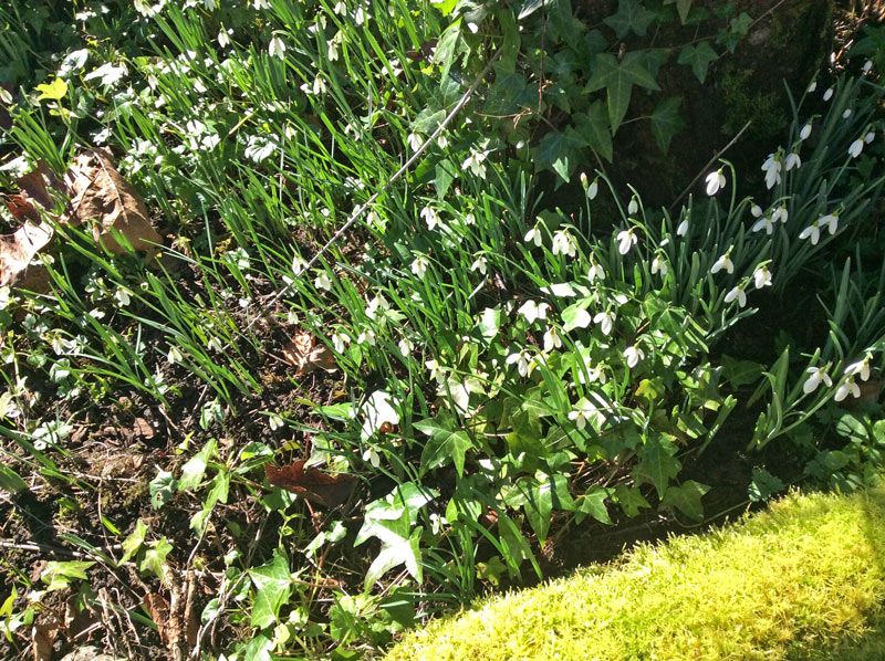 springtime daffodils